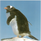 D:\Users\АЛЕКСАНДР\Pictures\Субантарктический пингвин.jpg